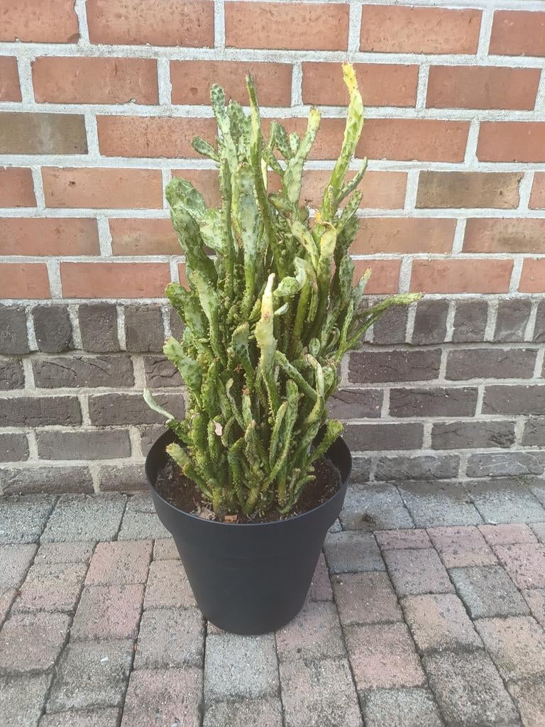 Belle plante de cactus du Sud dans un grand pot, Enlèvement