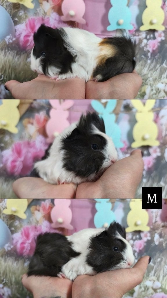Raszuivere peruvian, Dieren en Toebehoren, Cavia, Februari, Mannelijk, Tam