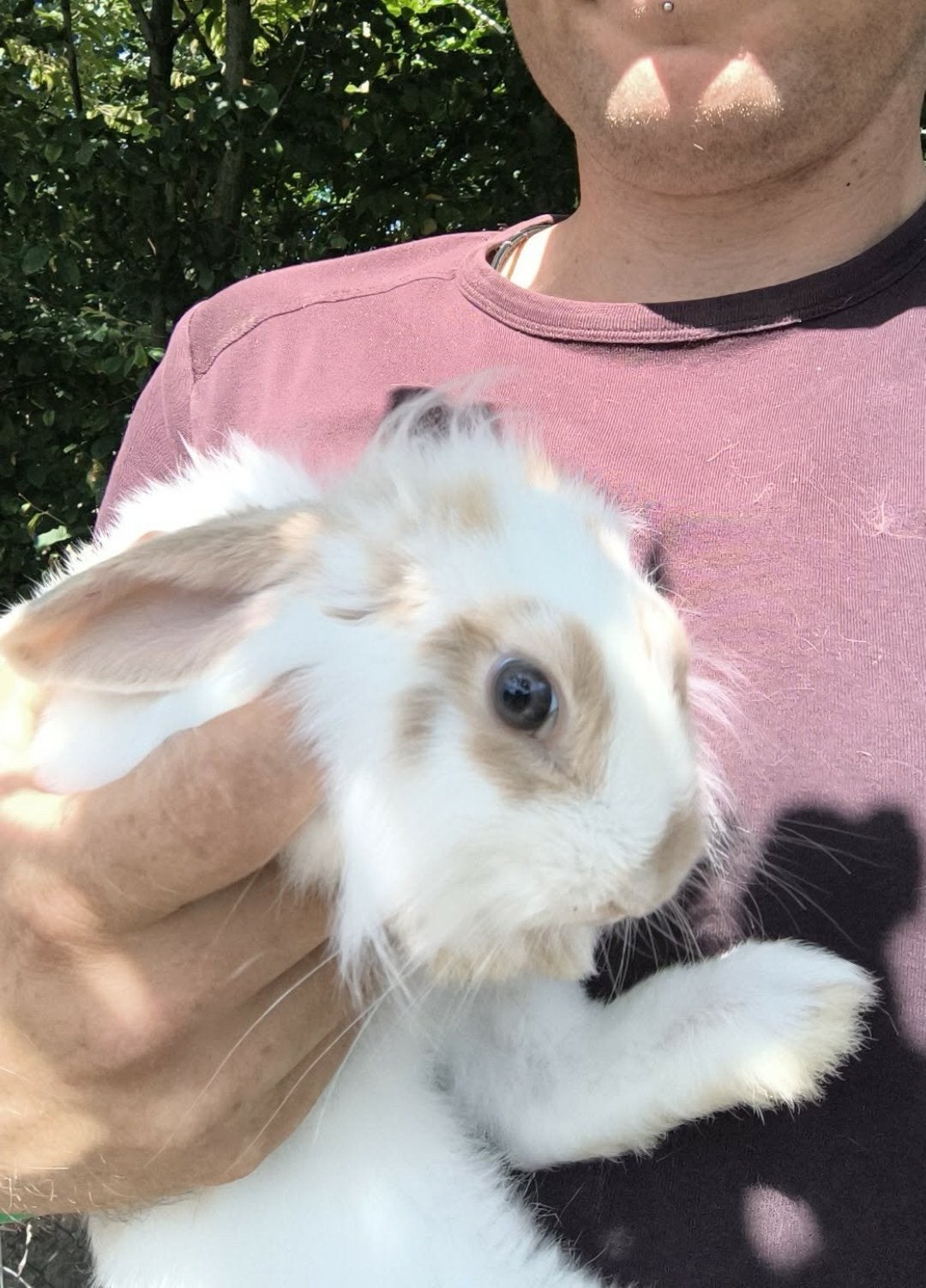 deze 2 zusjes zoeken nog n tuintje, Dieren en Toebehoren, Konijnen, Vrouwelijk, Klein, 0 tot 2 jaar