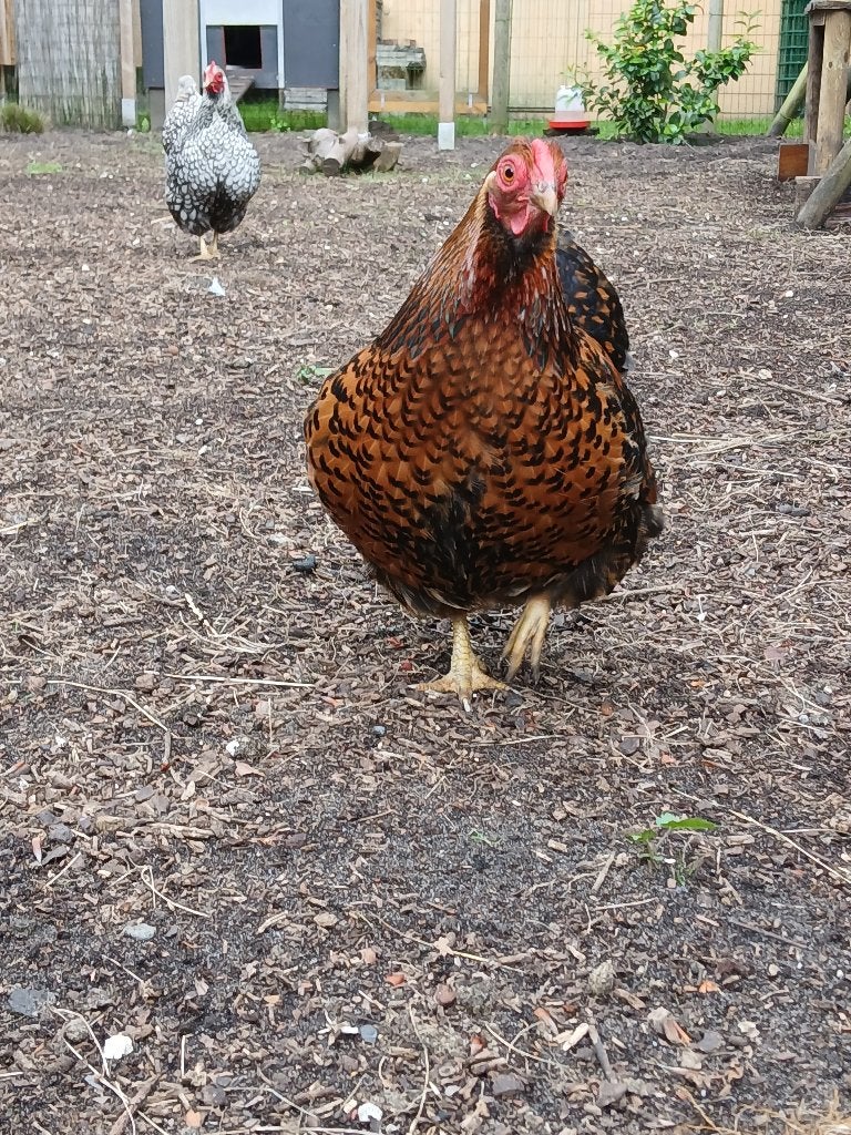 Wyandotte kriel 2 hennetjes, Dieren en Toebehoren, Pluimvee, Vrouwelijk, Kip