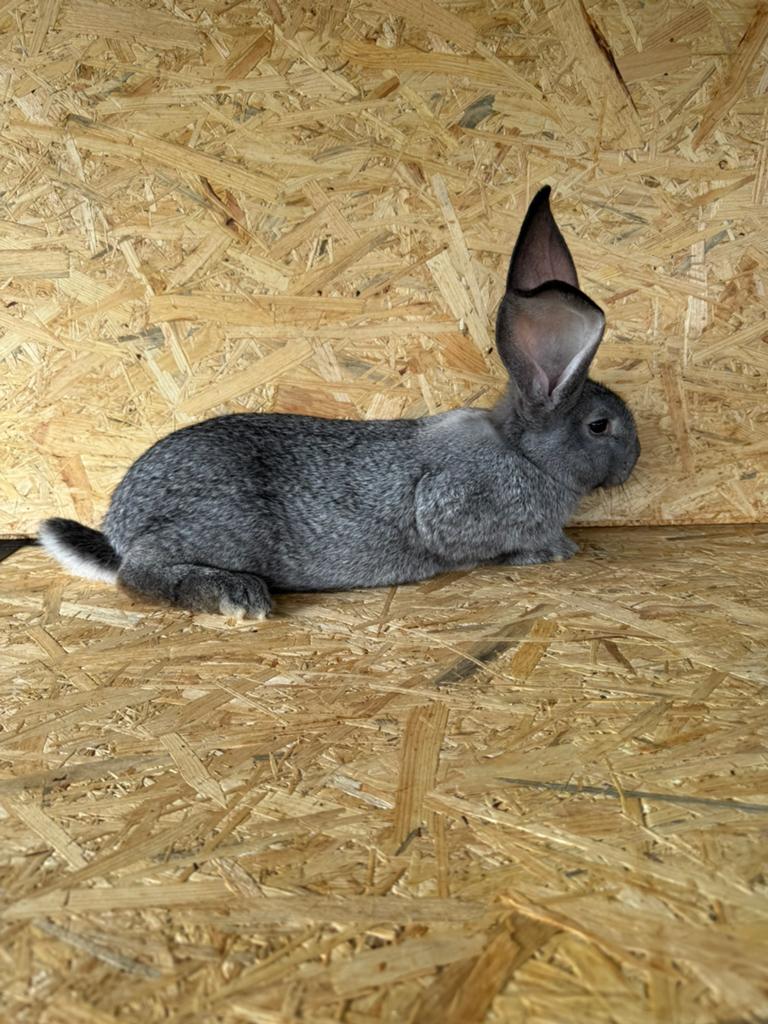 Duitse reus, Plusieurs animaux, Grand, 0 à 2 ans