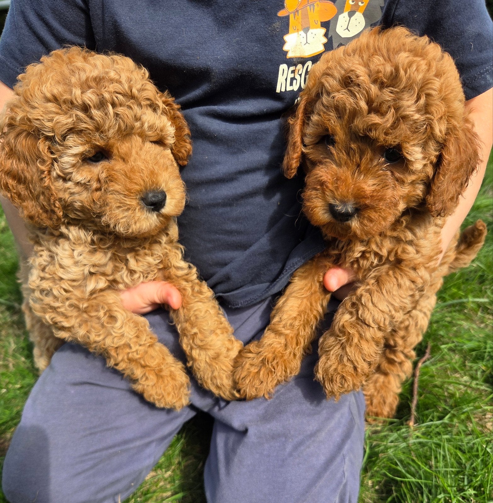 Prachtige dwergpoedelpuppy's, Poedel, België, Fokker | Hobbymatig, Meerdere