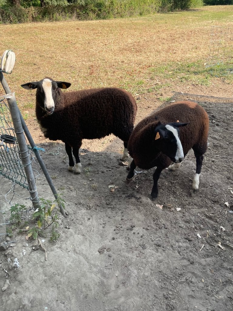Zwart bles lammeren ooien, Femelle, Mouton, 0 à 2 ans