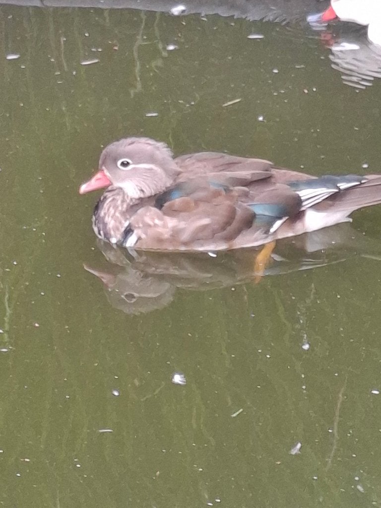 Mandarijneenden, Dieren en Toebehoren, Mannelijk, Eend