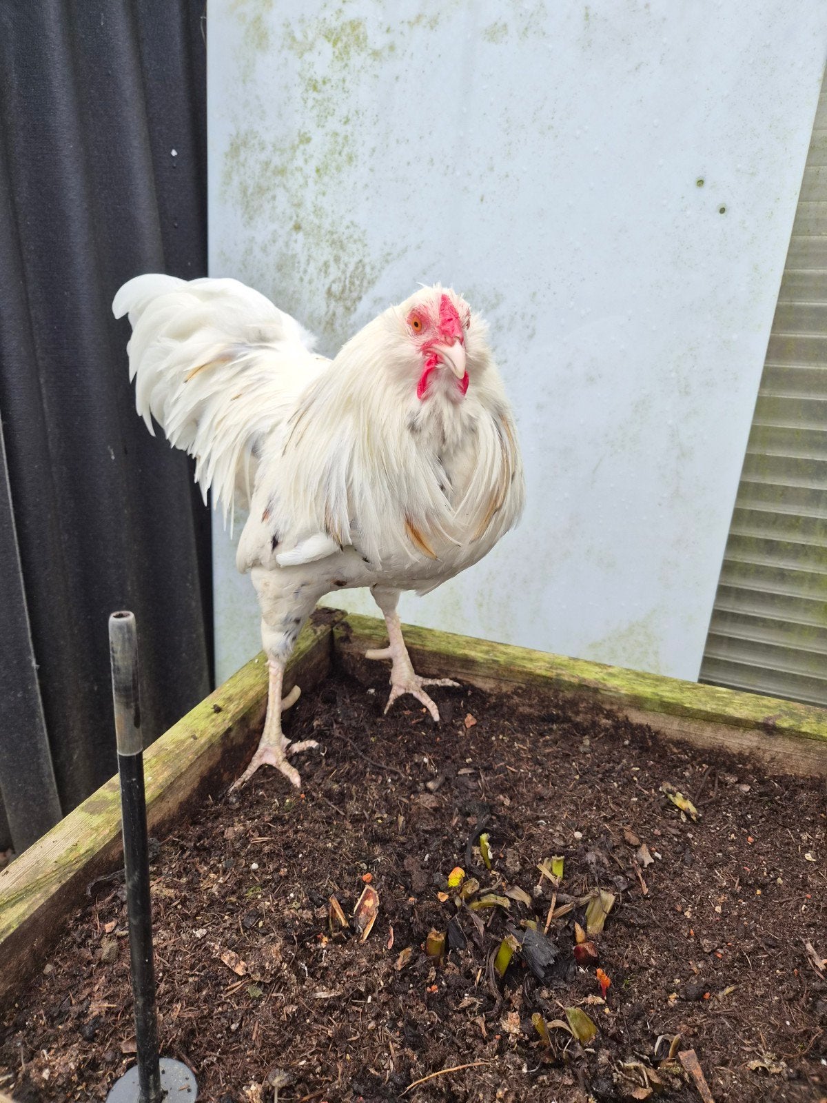 witgele haan, Mâle, Poule ou poulet