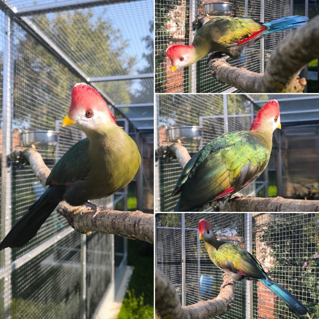 Touraco Pauline - Tauraco erythrolophus, Dieren en Toebehoren