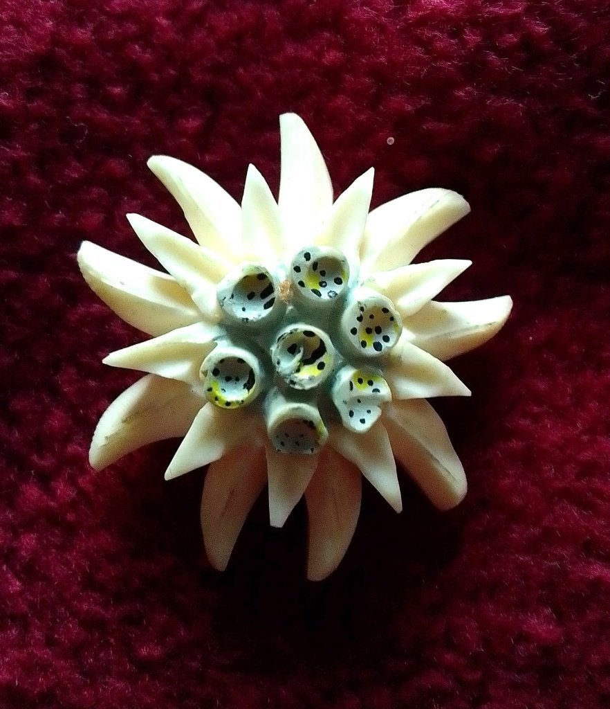 Broche année 1930-50 en celluloïd forme fleur d'edelweiss, Enlèvement ou Envoi, Comme neuf, Beige