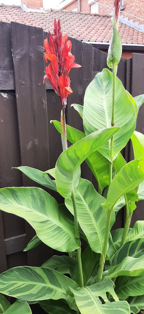 Beperkt aanbod  cannas wegens einde hobby, Tuin en Terras, Planten | Tuinplanten, Ophalen