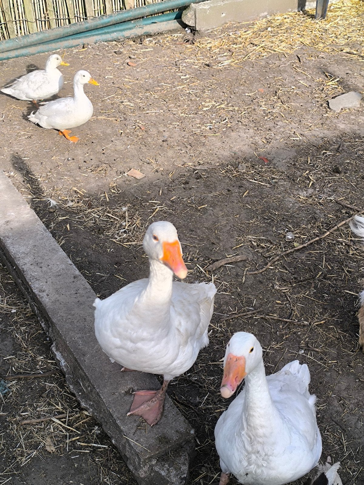 Ganzen te koop, Meerdere dieren, Gans of Zwaan