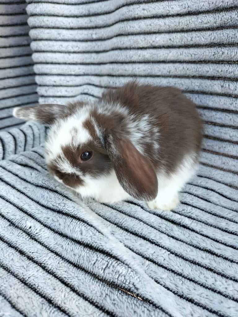 Te koop mooie minilop konijntjes, Dieren en Toebehoren, Konijnen, Meerdere dieren, Dwerg, 0 tot 2 jaar