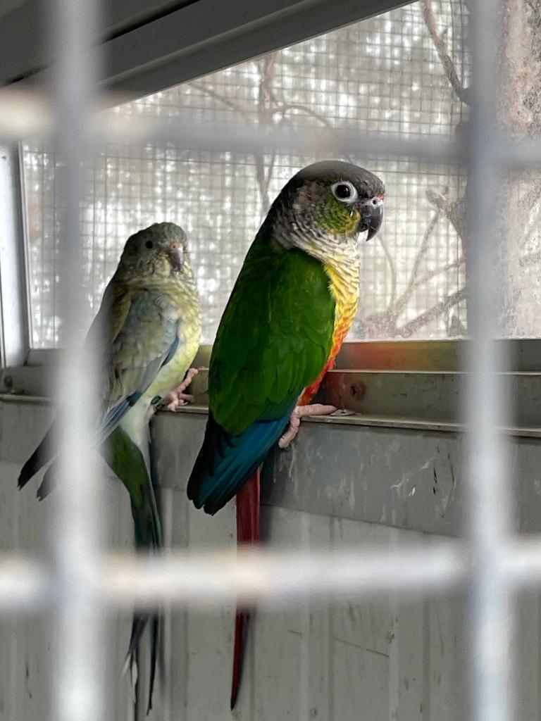 Pyrrua molinae, Dieren en Toebehoren, Vogels | Parkieten en Papegaaien