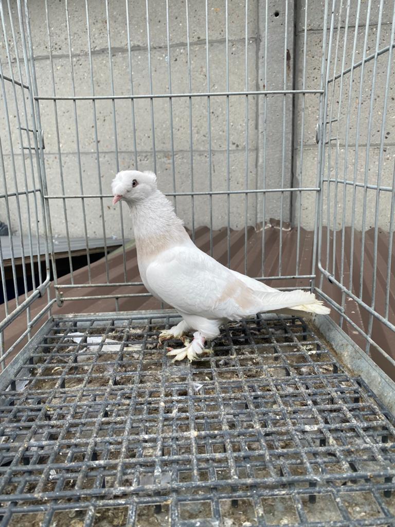 Takla limon Mannelijk, Dieren en Toebehoren, Vogels | Duiven, Mannelijk