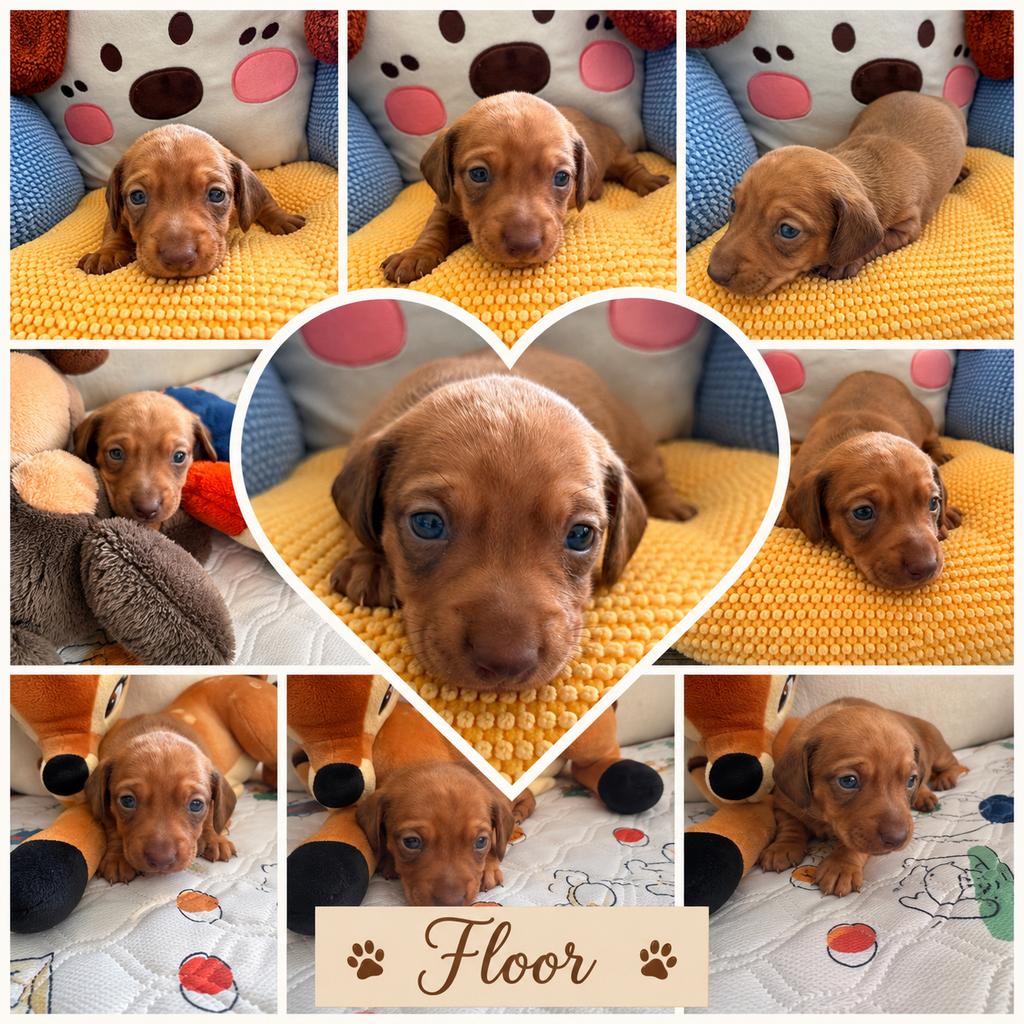 Dwergteckel pups, Poils courts, Plusieurs, Nain, Hépatite contagieuse (maladie de Rubarth)