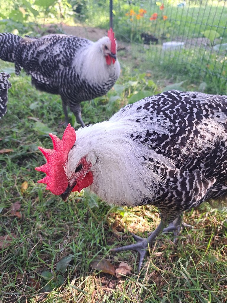 Zilverbrakel, Mâle, Poule ou poulet