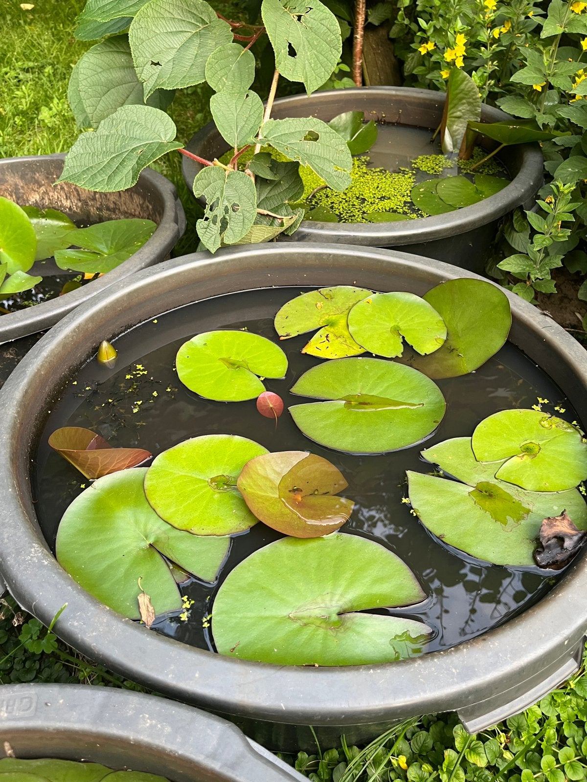 Waterlelie, Tuin en Terras, Ophalen, Nieuw