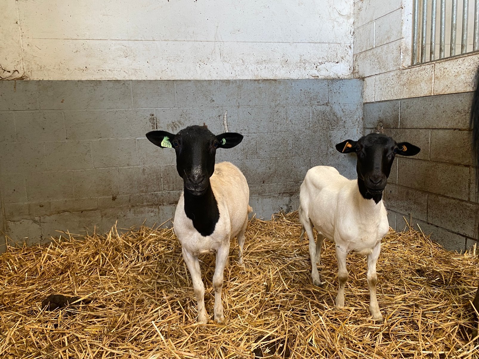 2 mooie dorper ooien, Vrouwelijk, Schaap