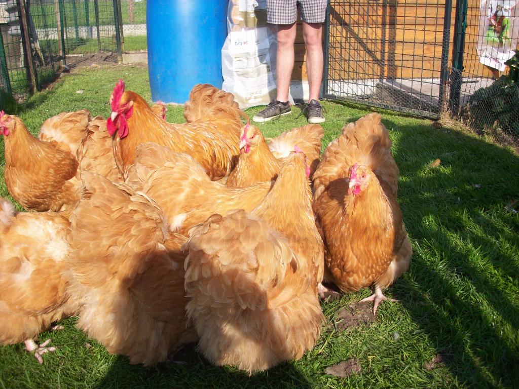 Kuikens, hennetjes orpington buff groothoender, Dieren en Toebehoren, Pluimvee, Vrouwelijk, Kip