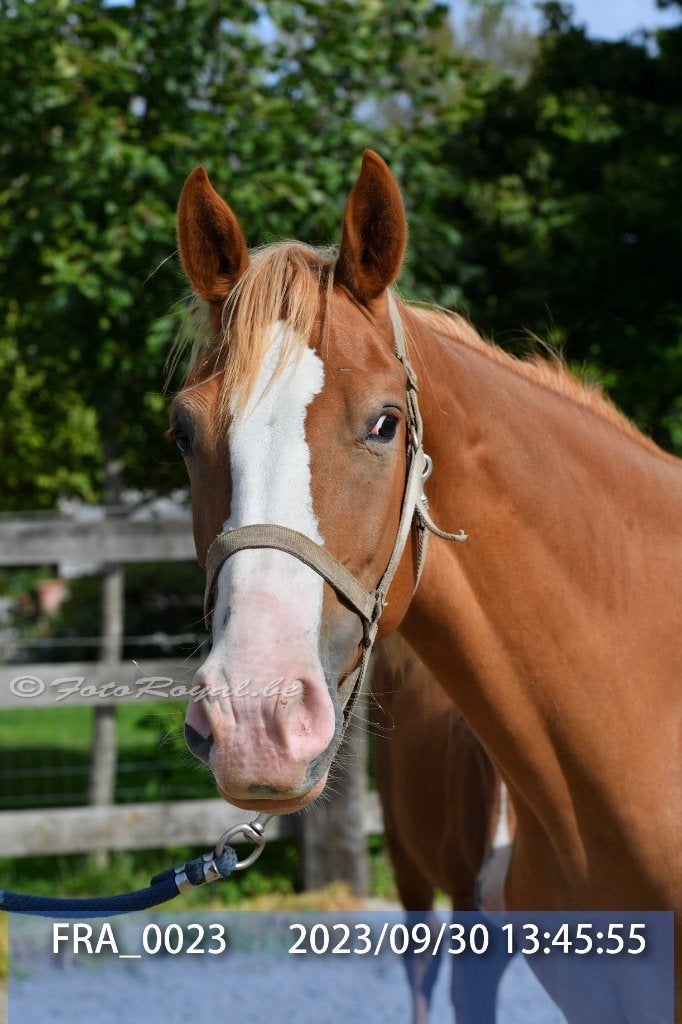 MERRIES BWP 7 EN 8 JAAR, Avec pedigree, 160 à 165 cm, Non dressé, Cheval de saut