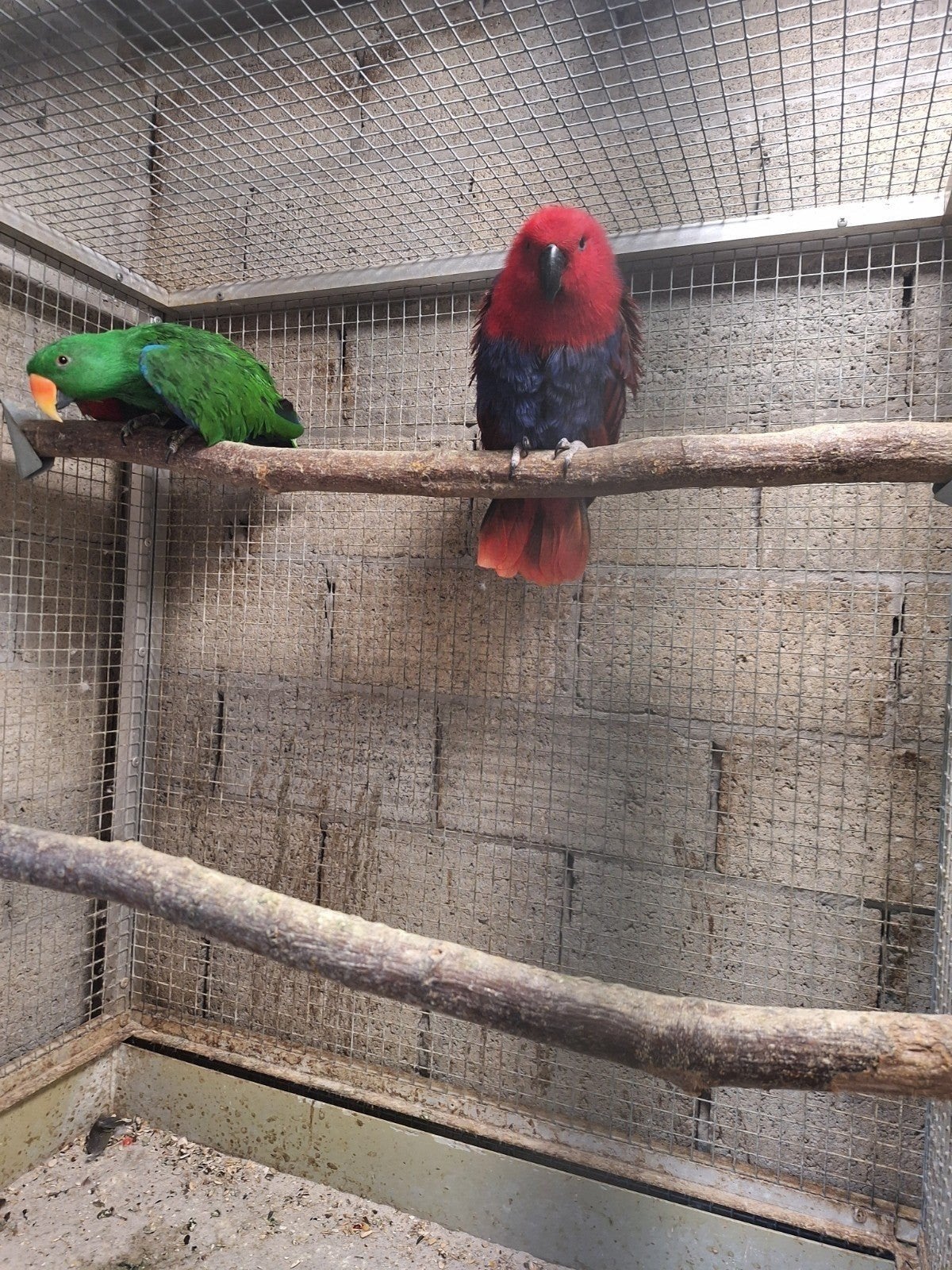 koppel edelpapegaaien, Plusieurs animaux, Perroquet