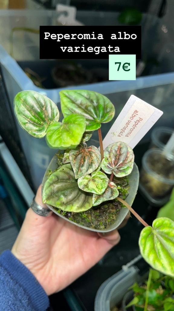 Peperomia albo variegata, Overige soorten, In pot, Minder dan 100 cm, Groene kamerplant