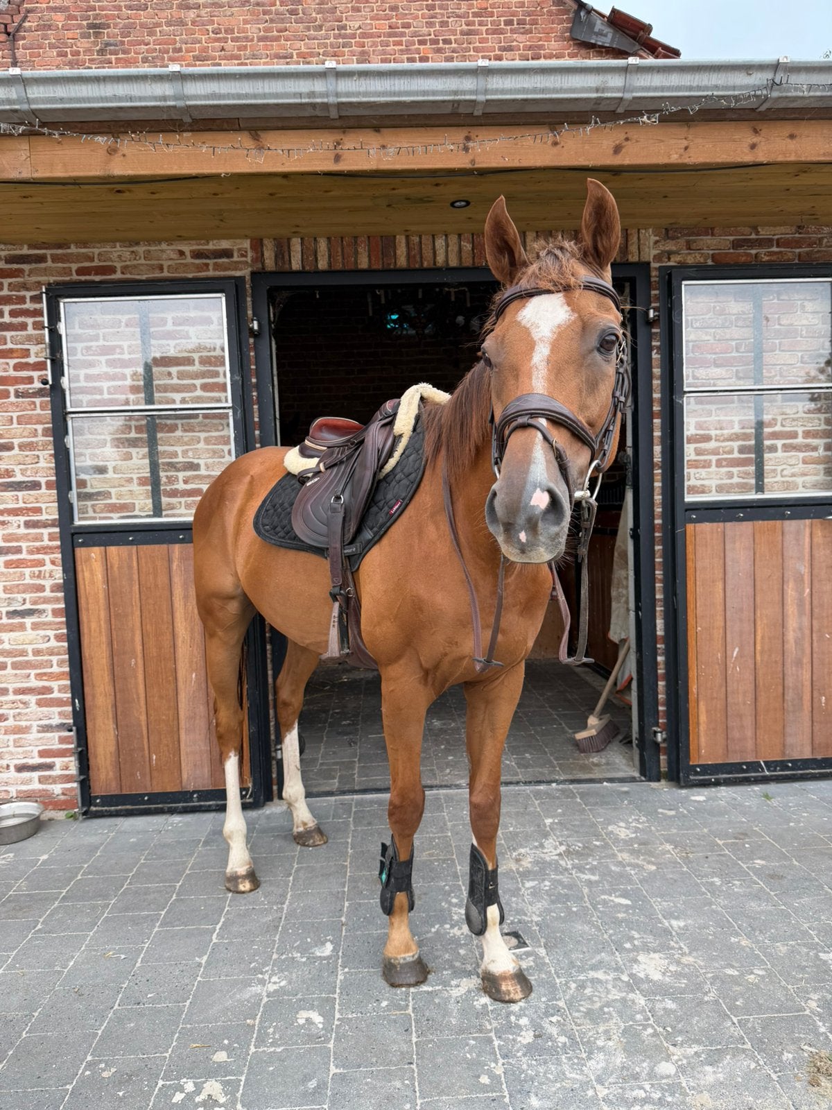 Lieve 9 jarige ruin, Dieren en Toebehoren, Paarden, Ruin, 7 tot 10 jaar, 160 tot 165 cm, Recreatiepaard