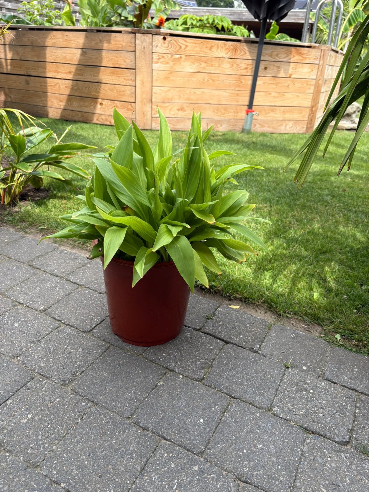 Canna altensteinii, Tuin en Terras, Planten | Tuinplanten, Ophalen