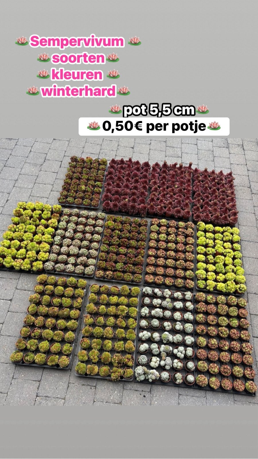 Sempervivum kleuren&soorten, Tuin en Terras, Planten | Tuinplanten, Ophalen