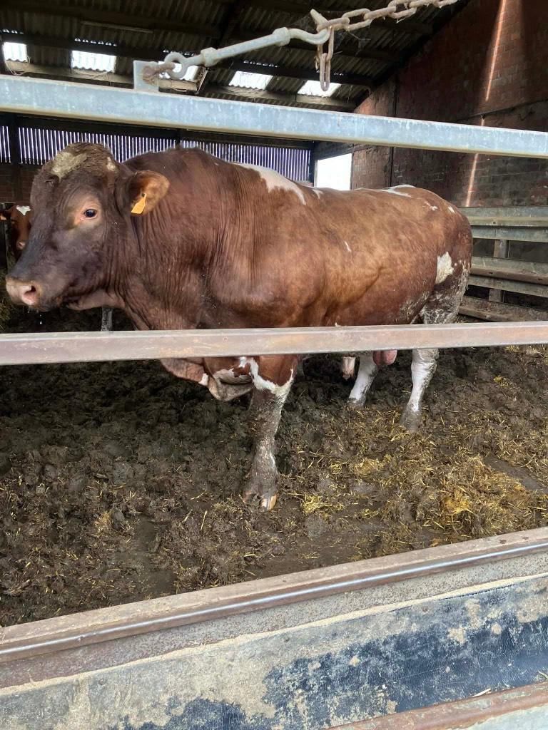 Maine Anjou stier, Dieren en Toebehoren, Mannelijk, 3 tot 6 jaar