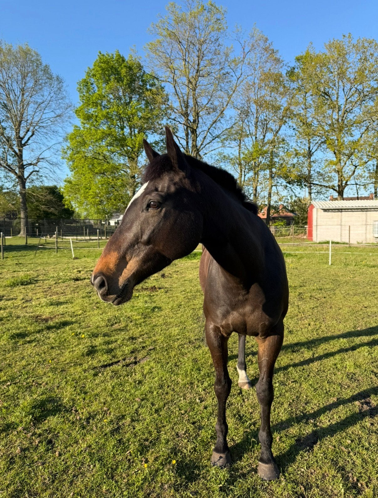Engelse (Iers) volbloed - te koop, Dieren en Toebehoren, Paarden, Merrie, Met stamboom, Niet van toepassing, 3 tot 6 jaar