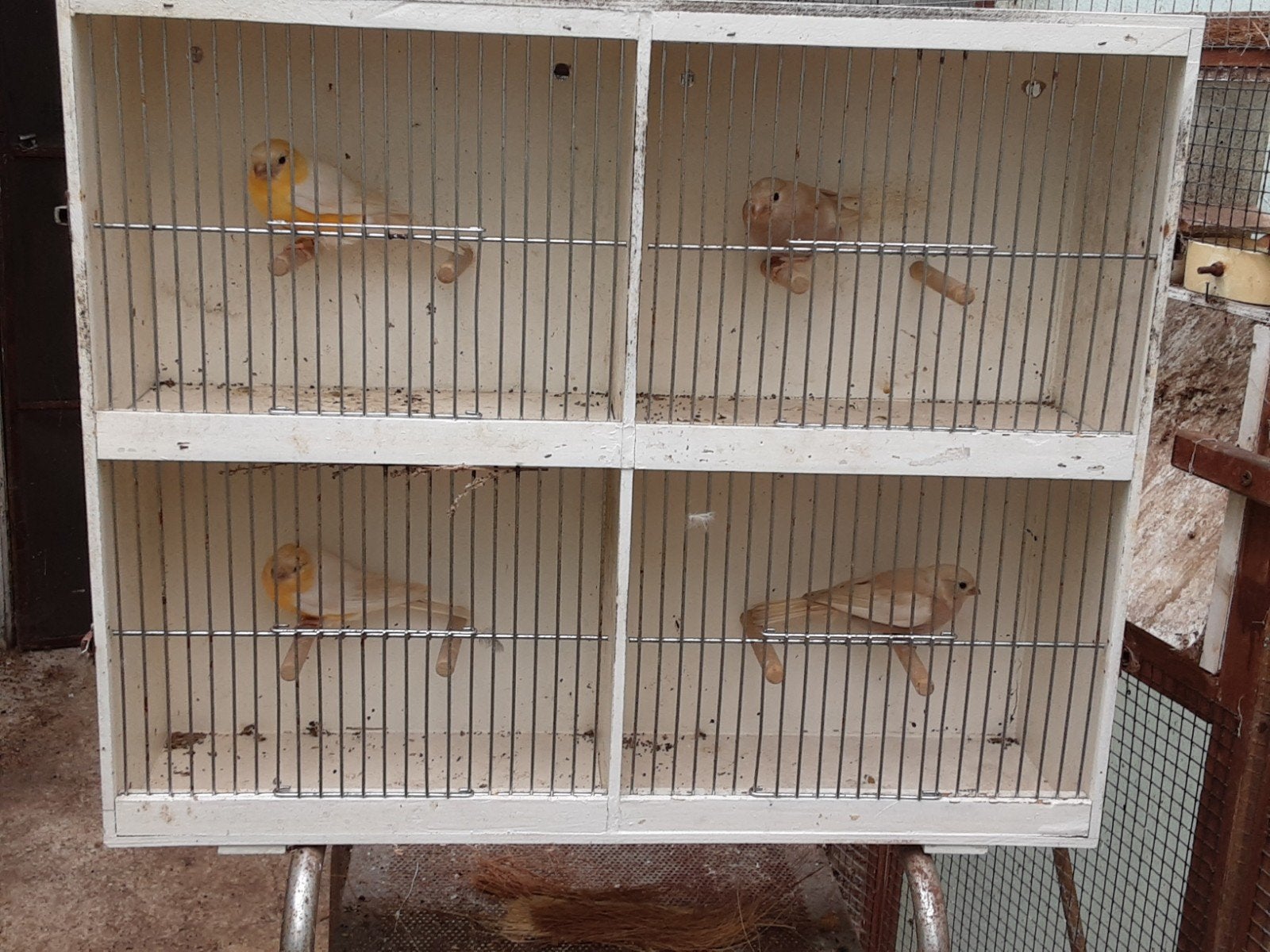 Goudvinken, Dieren en Toebehoren, Ophalen