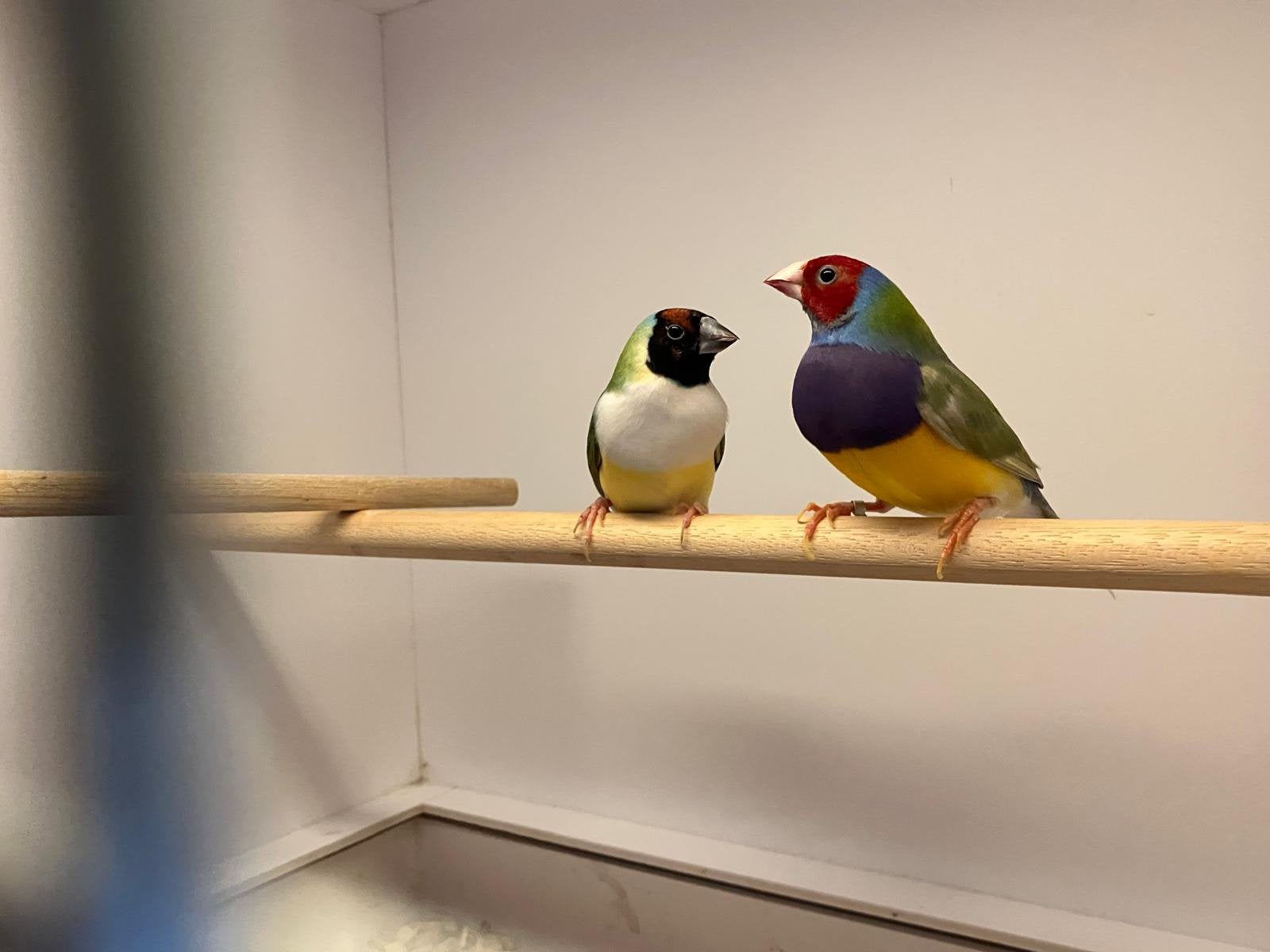 Koppel gouldamadines, Dieren en Toebehoren