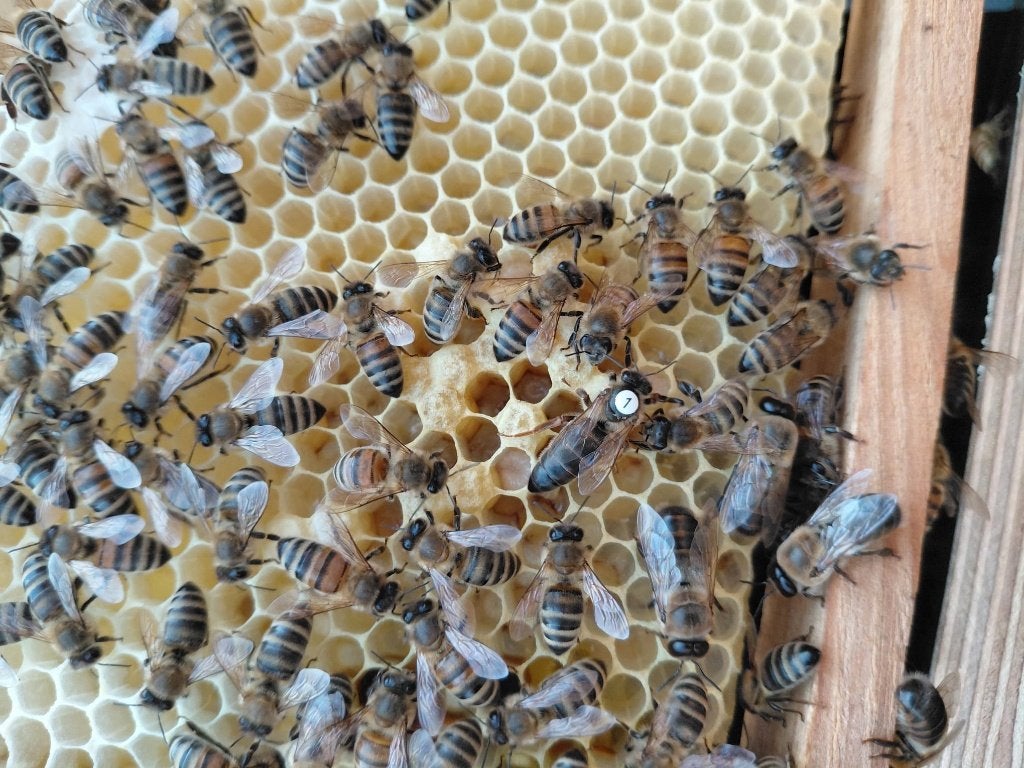 Bevruchte bijen koningin/3-ramer, Dieren en Toebehoren, Insecten en Spinnen, Bijen