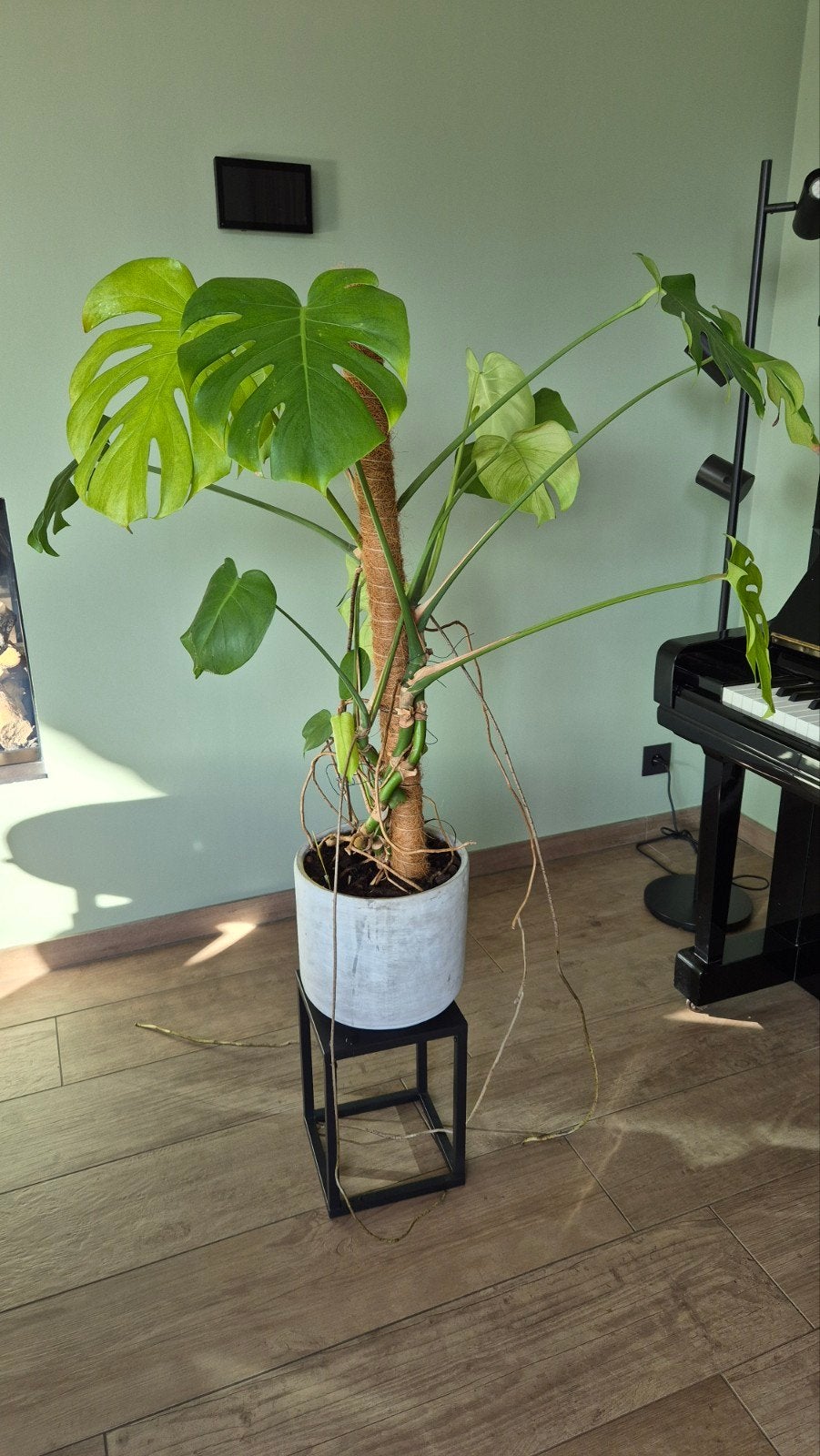 Monstera kamerplant, Ophalen
