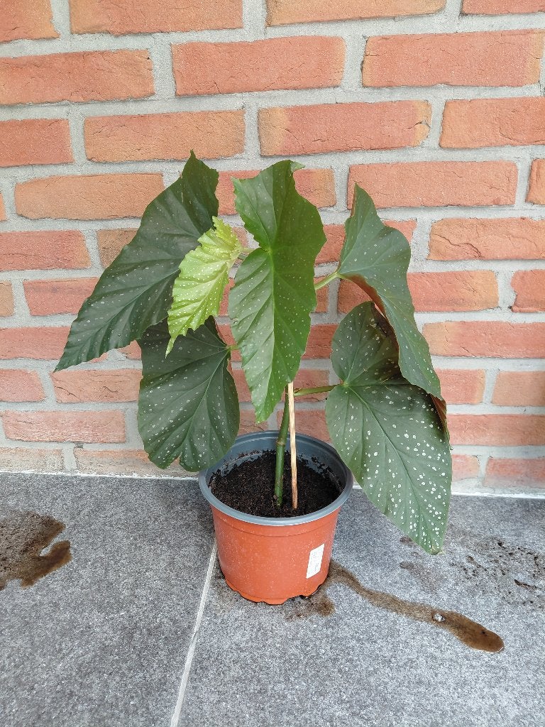 Begonia Corallina 5€ per stuk, Ophalen