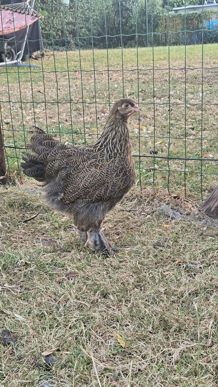 Jonge haan + 4 hennen Brahma Goudpatrijs, Dieren en Toebehoren, Pluimvee, Meerdere dieren, Kip