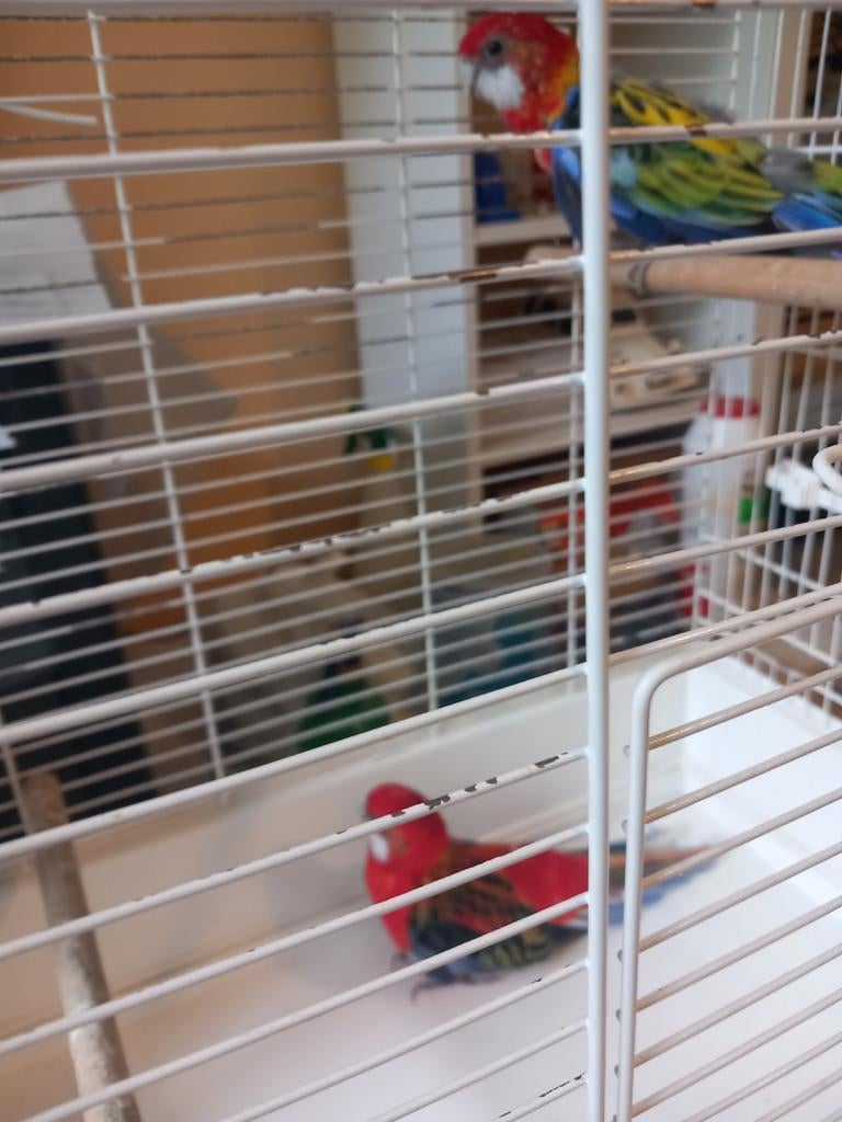 Koppel rossellas met of zonder kooi, Dieren en Toebehoren