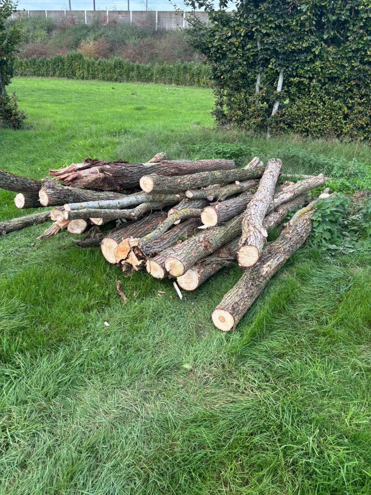 Bois de chauffage en saule, Jardin & Terrasse, Enlèvement