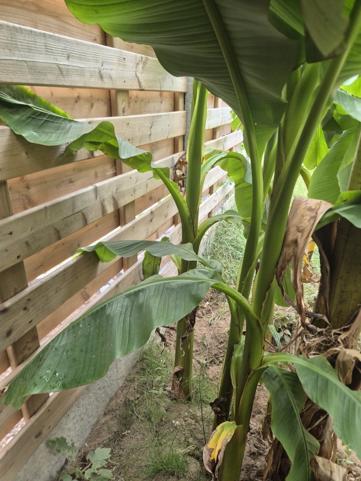 banana boom 10€ stuk, Ophalen