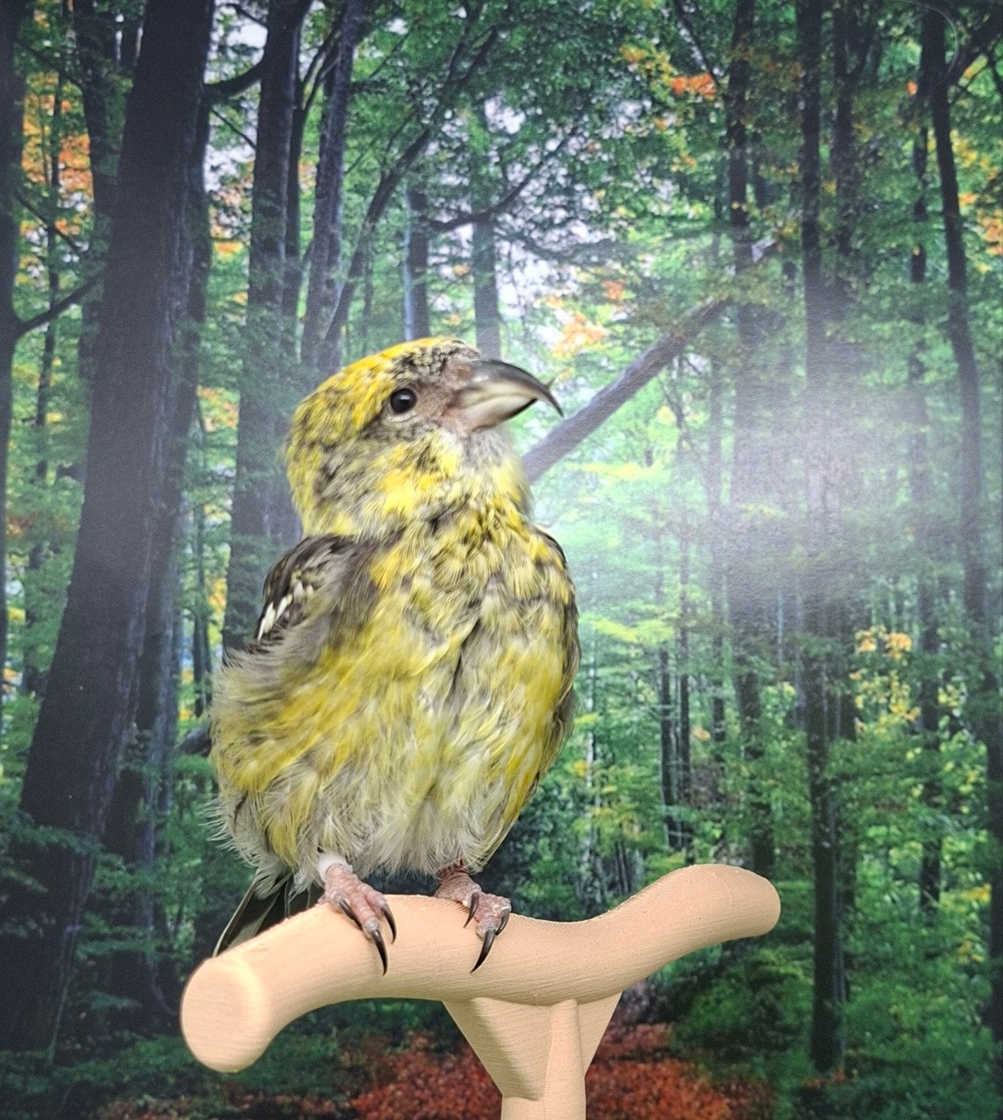 Witbandkruisbek, Animaux & Accessoires, Oiseaux | Oiseaux Autre