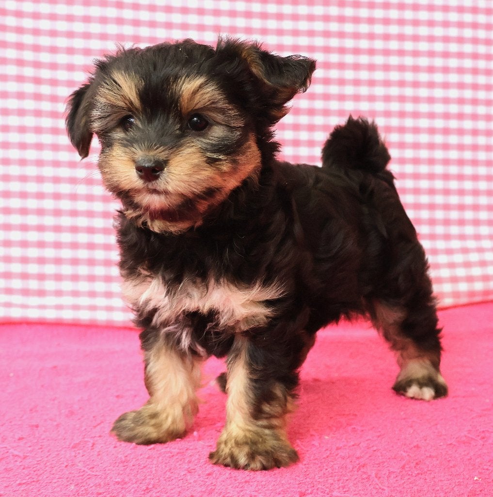 Des chiots Yorkshire de race croisée super sympas !, 15 semaines à 1 an, Petit, Plusieurs animaux, Éleveur | Professionnel