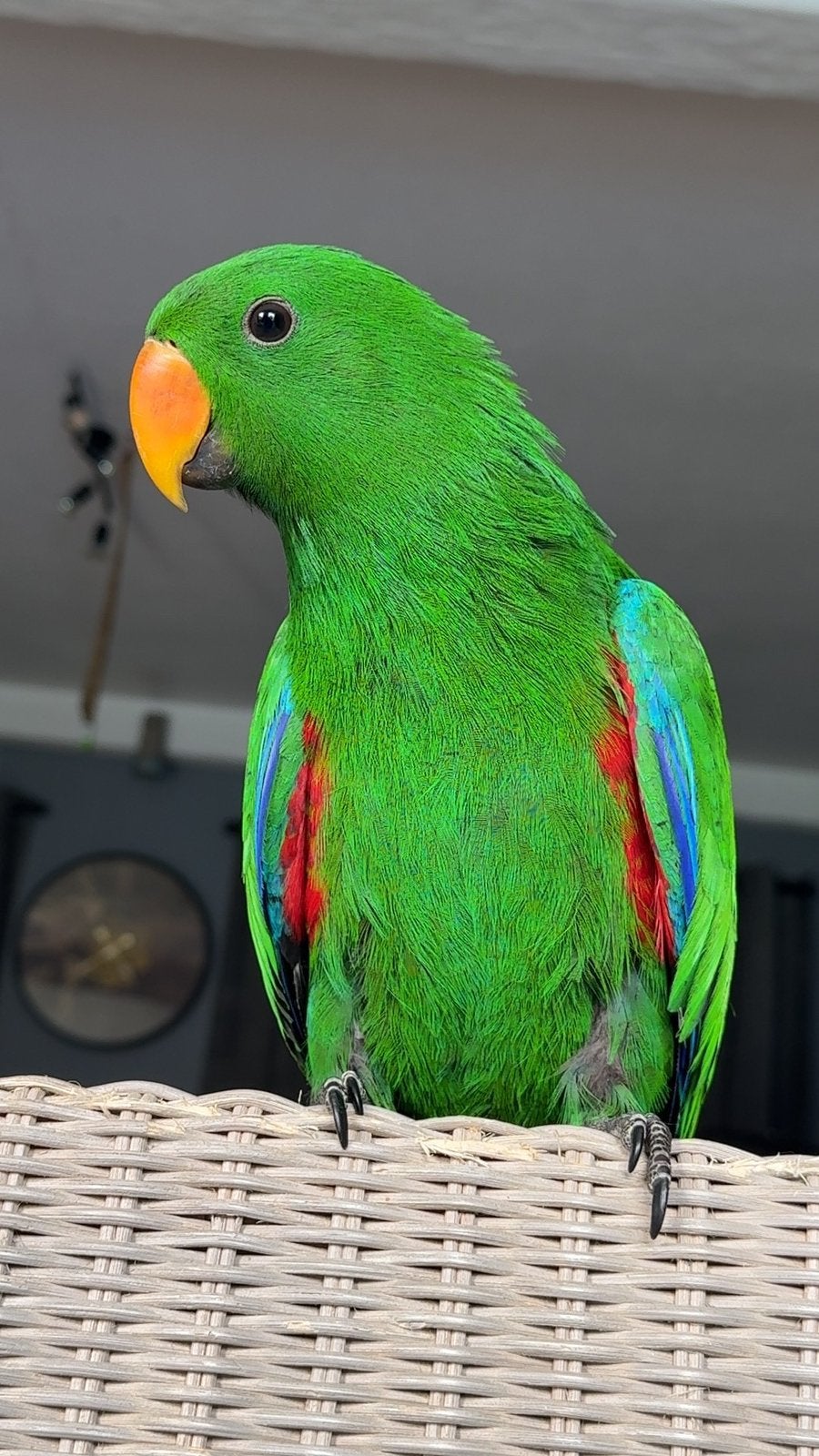 edelpapegaai met nieuwe kooi en papieren, Animaux & Accessoires, Oiseaux | Perruches & Perroquets, Perroquet, Mâle, Domestique