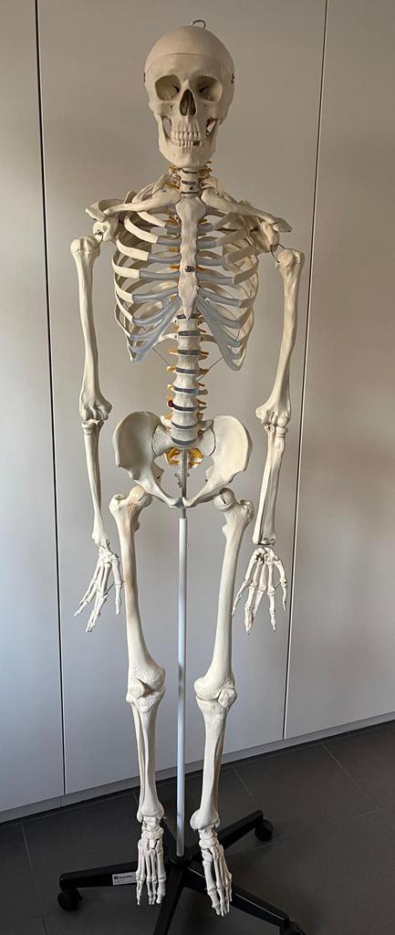 Anatomisch skelet, Ophalen, Gebruikt