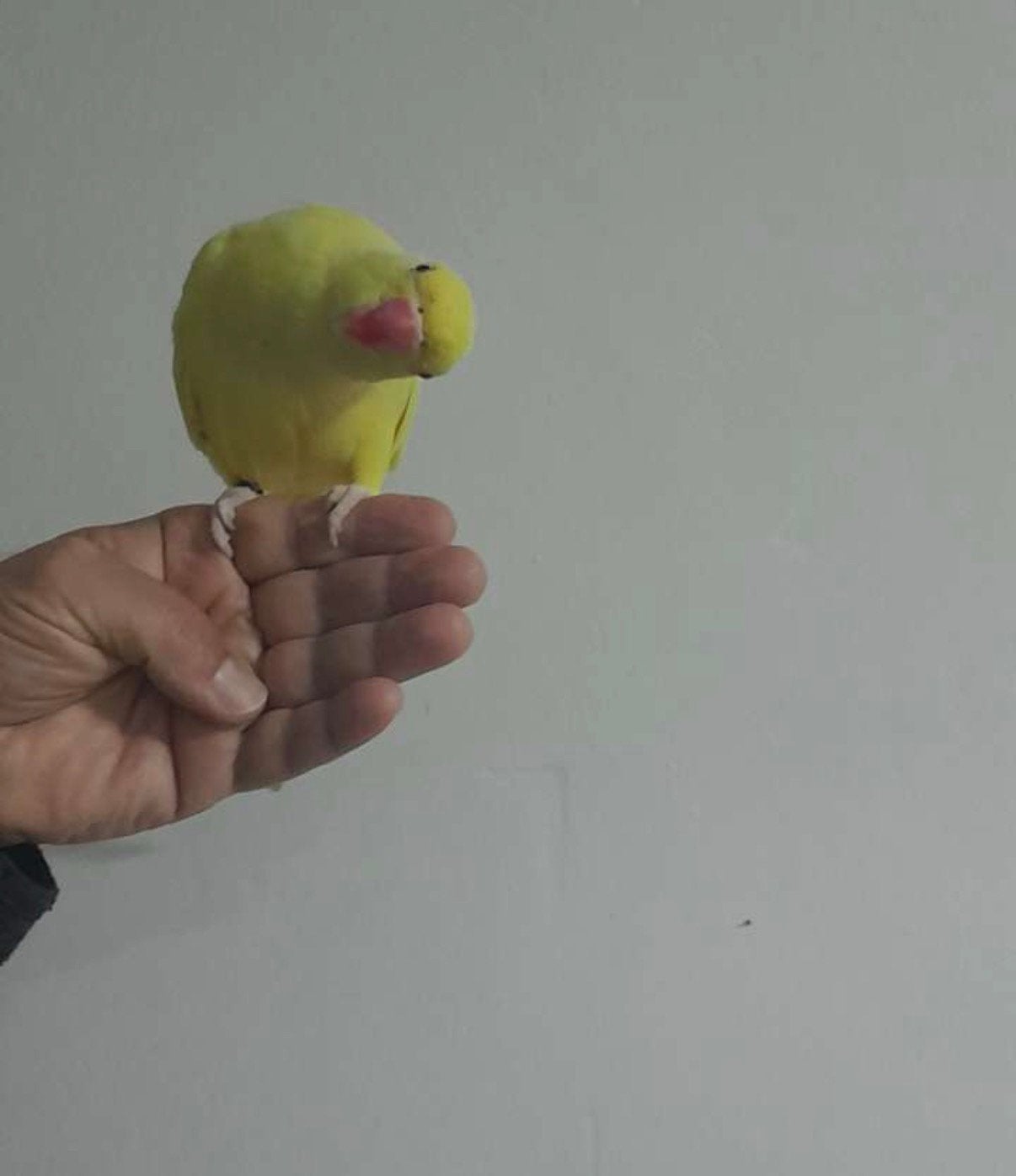 Lutino halsparkiet wijfje van 2026, Dieren en Toebehoren, Tam