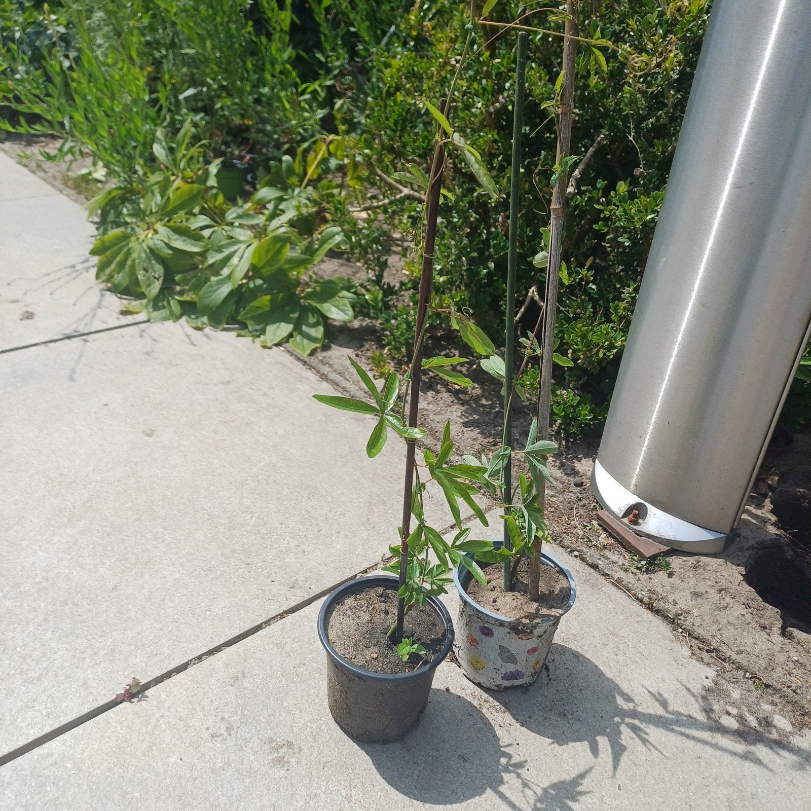 Passiflora, Tuin en Terras, Planten | Tuinplanten, Ophalen