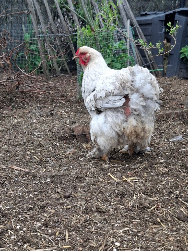 Trio brahma, Dieren en Toebehoren, Pluimvee, Meerdere dieren, Kip