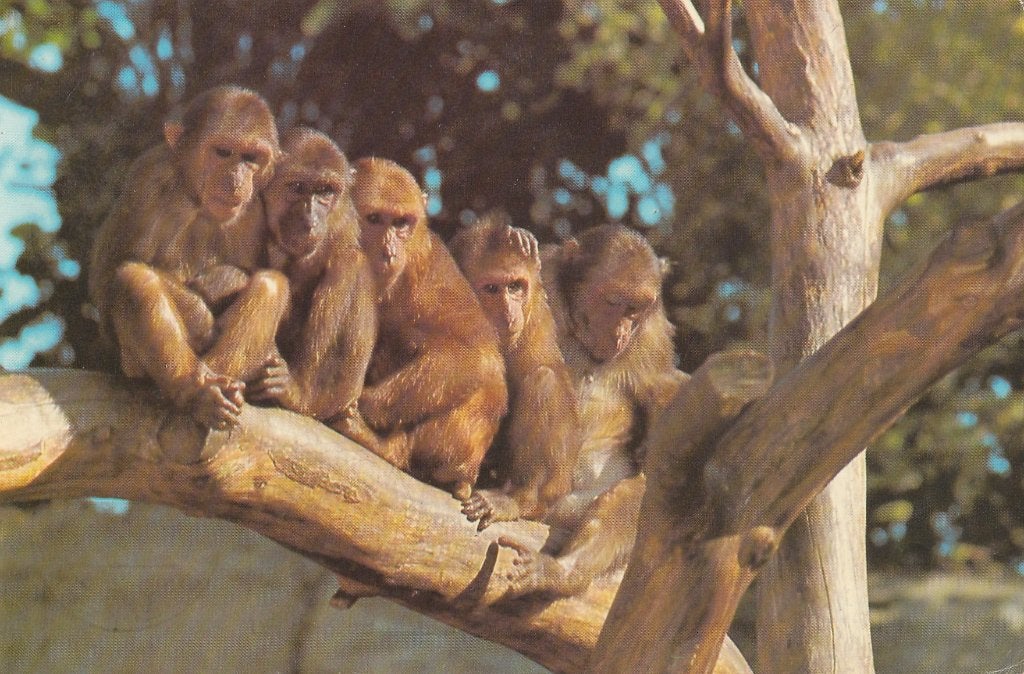 5  AAPJES  in boom  ZOO  ANTWERPEN, Ophalen of Verzenden, 1980 tot heden, Gelopen, Wild dier