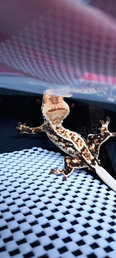 Drippy Tricolor Whitewall Quadstripe wimpergekko man, Animaux & Accessoires, Reptiles & Amphibiens, Lézard, Domestique, 0 à 2 ans