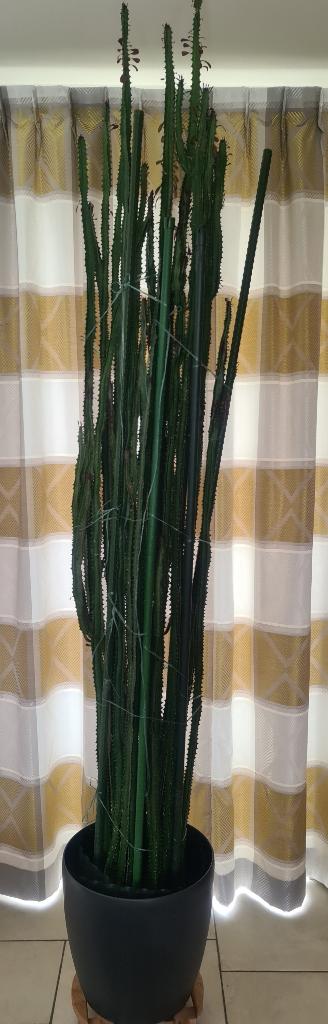 Cactus Euphorbia Acruensis - +/- 2 m, Huis en Inrichting, Ophalen, Cactus, In pot, 150 tot 200 cm