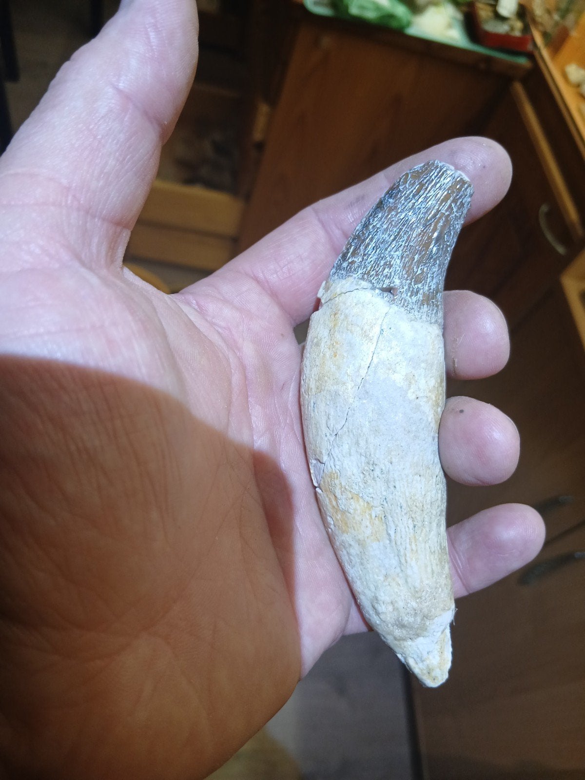 fossiele basilosaurus tand, in prijs lager!, Ophalen of Verzenden