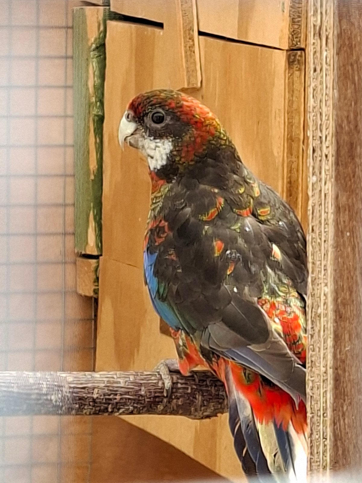 rosella pop